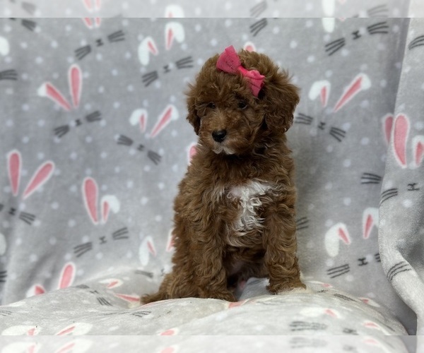 Medium Photo #2 Poodle (Toy) Puppy For Sale in LAKELAND, FL, USA