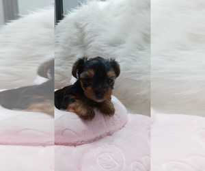 Yorkshire Terrier Puppy for sale in LEBANON, OR, USA