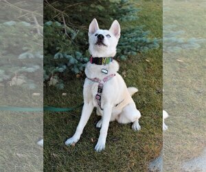 Willow - Female Siberian Husky Dog for Adoption - Photo #3