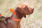 Small Photo #1 Vizsla Puppy For Sale in HULL, IA, USA