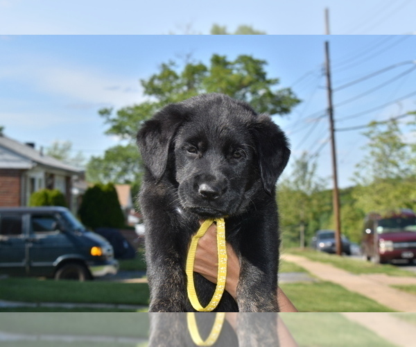 Medium Photo #1 Golden Shepherd Puppy For Sale in HYATTSVILLE, MD, USA