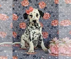 Dalmatian Puppy for sale in QUARRYVILLE, PA, USA