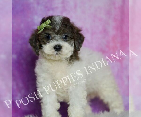 Medium Photo #116 Poodle (Miniature) Puppy For Sale in WARSAW, IN, USA