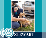 Small #1 Border Terrier Mix