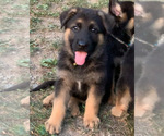 Small Photo #4 German Shepherd Dog Puppy For Sale in HEDGESVILLE, WV, USA