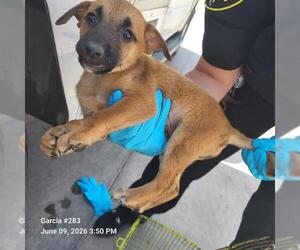 German Shepherd Dog-Unknown Mix Dogs for adoption in San Antonio, TX, USA