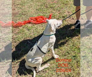 Catahoula Leopard Dog-Treeing Walker Coonhound Mix Dogs for adoption in Farmerville, LA, USA