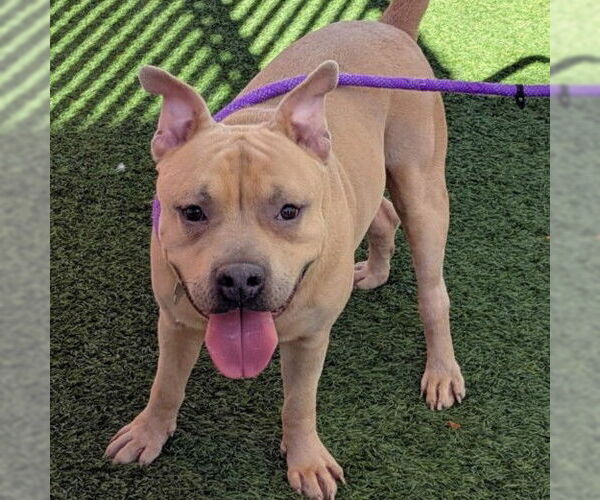 Medium Photo #1 Mutt Puppy For Sale in Las Vegas, NV, USA