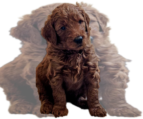 Medium Photo #1 Goldendoodle Puppy For Sale in WRAY, CO, USA