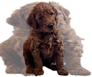 Goldendoodle Puppy for Sale in WRAY, Colorado USA