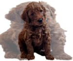 Image preview for Ad Listing. Nickname: Litter of 7