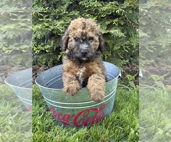 Medium Photo #4 Whoodle (Miniature) Puppy For Sale in MIDDLEBURY, IN, USA