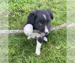 Small Photo #12 Border Collie Puppy For Sale in MYERSTOWN, PA, USA