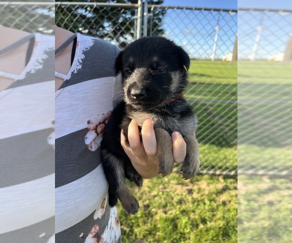 View Ad Photo 24 of Listing German Shepherd Dog