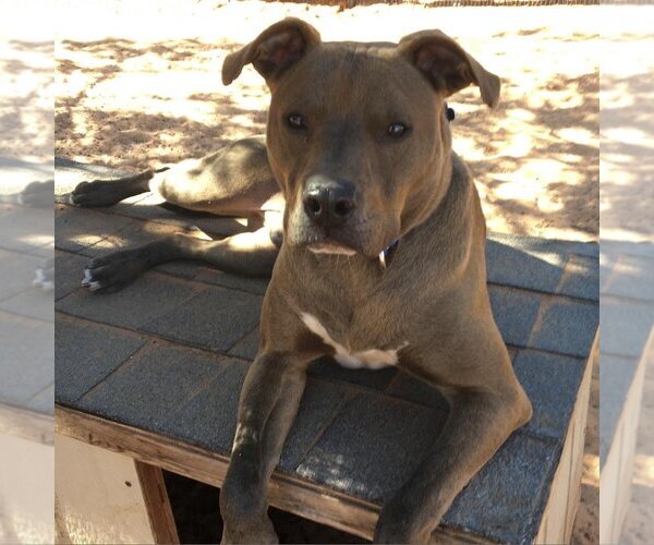 Medium Photo #15 Chocolate Labrador retriever-Unknown Mix Puppy For Sale in Kanab, UT, USA