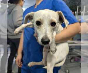 Chihuahua-Unknown Mix Dogs for adoption in Chico, CA, USA