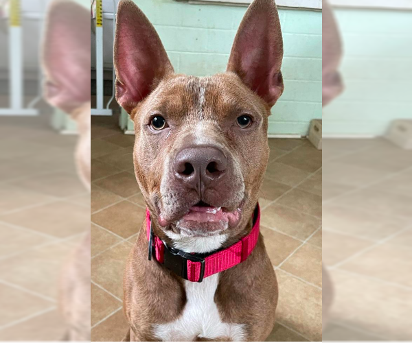 Medium Photo #1 American Staffordshire Terrier-Bull Terrier Mix Puppy For Sale in Decatur, GA, USA