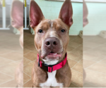 Small American Staffordshire Terrier-Bull Terrier Mix