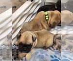Small Photo #5 French Bulldog Puppy For Sale in DEXTER, MO, USA