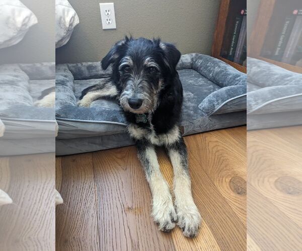 Medium Photo #2 Tibetan Terrier-Unknown Mix Puppy For Sale in Escondido, CA, USA