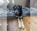 Small #1 Tibetan Terrier Mix