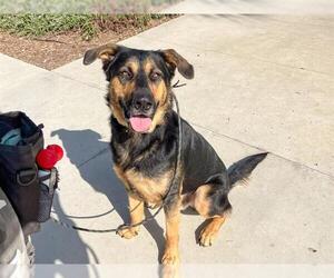 German Shepherd Dog Dogs for adoption in Orange, CA, USA