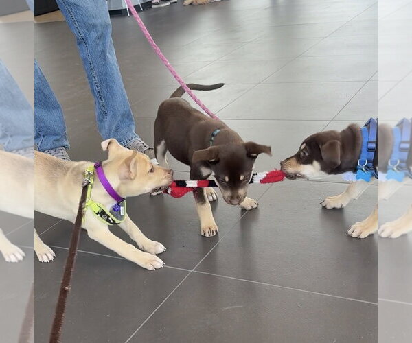 Medium Photo #9 Siberian Husky-Unknown Mix Puppy For Sale in Fargo, ND, USA