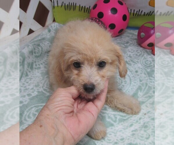 Medium Photo #6 Maltipoo Puppy For Sale in RATTAN, OK, USA