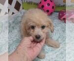 Small #5 Maltipoo