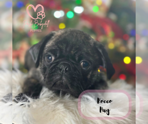 Pug Puppy for Sale in ELMHURST, Illinois USA