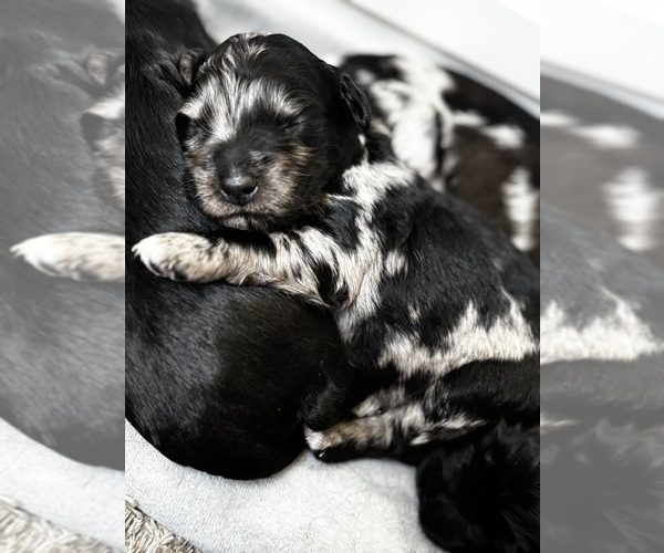 Medium Photo #1 Goldendoodle Puppy For Sale in EXETER, RI, USA