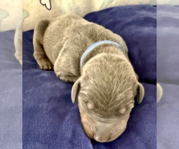 Medium Photo #11 Doberman Pinscher Puppy For Sale in MEDFORD, OR, USA