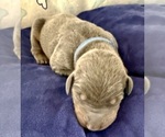 Puppy Puppy silver Doberman Pinscher