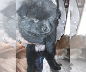 Chow Chow Puppy for sale in CONNEAUT, OH, USA