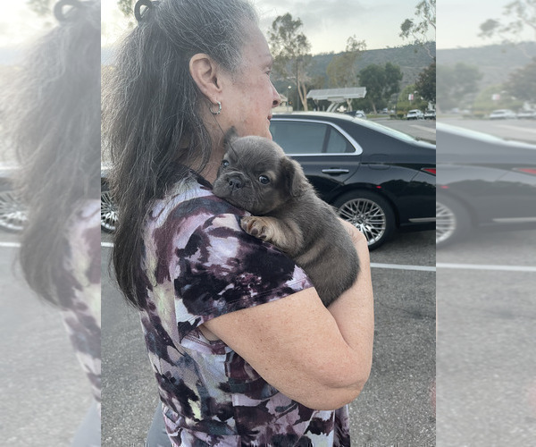 Medium Photo #24 French Bulldog Puppy For Sale in BEVERLY HILLS, CA, USA