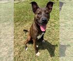 Small #1 Labrador Retriever Mix