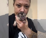 Small #6 French Bulldog