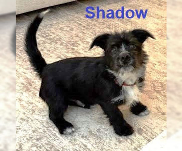 Medium Photo #3 Mutt Puppy For Sale in Mt. Laurel, NJ, USA