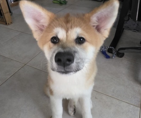 Medium Photo #1 Akita Puppy For Sale in EDGEWATER, FL, USA