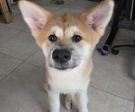 Puppy 3 Akita