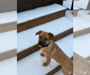 English Mastweiler Dogs for adoption in Oro Medonte, Ontario, Canada