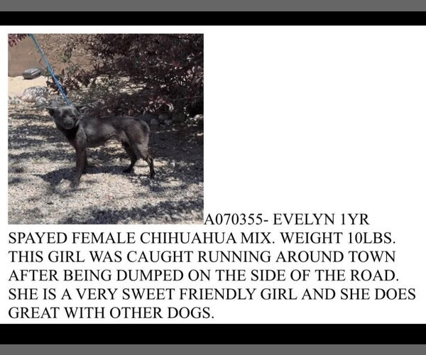 Medium Photo #18 Chihuahua Puppy For Sale in Sandy, UT, USA