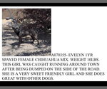 Small #17 Chihuahua