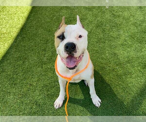 Medium Photo #1 American Pit Bull Terrier Puppy For Sale in Orange, CA, USA