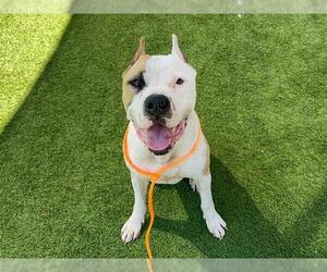 Medium American Pit Bull Terrier