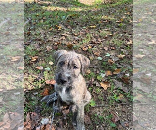 Medium Photo #3 Havanese-Unknown Mix Puppy For Sale in Mt. Laurel, NJ, USA