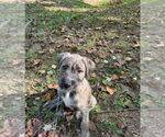 Small #2 Havanese Mix
