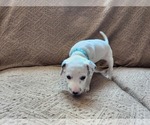 Small Photo #1 Dalmatian Puppy For Sale in PALMER, MA, USA