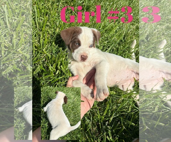 Medium Photo #2 Aussiedor Puppy For Sale in Columbus, IN, USA