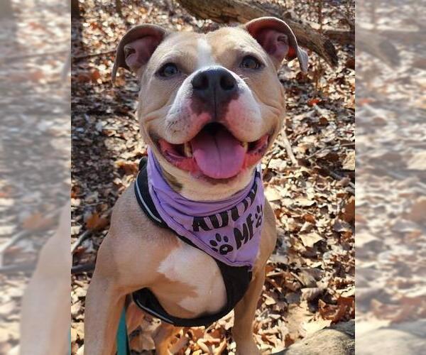 Medium Photo #2 Mutt Puppy For Sale in Peoria, IL, USA